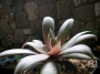 Красула, розетъчна красула (Crassula rosularis)