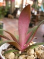 Красула, розетъчна красула (Crassula rosularis)
