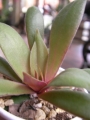 Красула, розетъчна красула (Crassula rosularis)