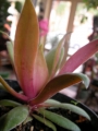 Красула, розетъчна красула (Crassula rosularis)