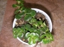 Портулакария (Portulacaria afra)