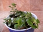 Портулакария (Portulacaria afra)