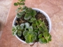 Портулакария (Portulacaria afra)