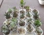 Сукуленти микс (Succulents mix)