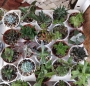 Сукуленти микс (Succulents mix)
