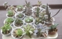Сукуленти микс (Succulents mix)
