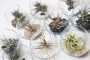 Тиландсия (Tillandsia Xerographica)