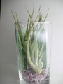 Тиландсия (Tillandsia Xerographica)