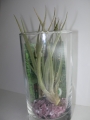 Тиландсия (Tillandsia Xerographica)