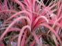 Тиландсия (Tillandsia Xerographica)