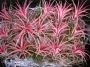 Тиландсия (Tillandsia Xerographica)