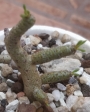 Тилекодон (Tylecodon Buchholzianus)