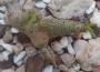Тилекодон (Tylecodon Buchholzianus)