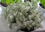 Традесканция (Tradescantia fluminensis radescantia albiflora - var. albovittata)
