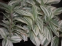 Традесканция (Tradescantia fluminensis radescantia albiflora - var. albovittata)