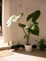 Трилистник (Colocasia)