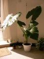 Трилистник (Colocasia)