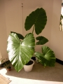 Трилистник (Colocasia)