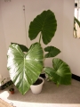 Трилистник (Colocasia)