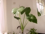 Трилистник (Colocasia)