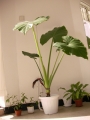 Трилистник (Colocasia)