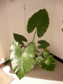 Трилистник (Colocasia)