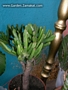 Красула (Crassula argentea Coral, Crassula gollum)