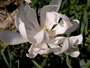 Магнолия стелата (Magnolia stellata)