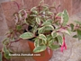 Пъстролистна обичка (Fuchsia magellanica Variegata)