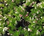 Вайгела (Weigela)