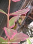 Трицветен хиперикум (Hypericum moserianum Trikolor)