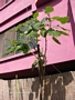 Тамарило, Доматено дърво (Tamarillo, Cyphomandra betacea)