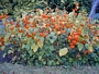 Физалис, червена мехунка (Physalis alkekengi)
