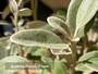 Брахиглотис (Brachyglottis Sunshine Senecio)