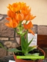 Орнитогалум (Ornithogalum Dubium)