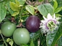 Маракуя, пасифлора разсад (Passiflora edulis)