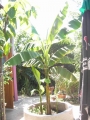 Зимоустойчив банан - Голям (Musa)