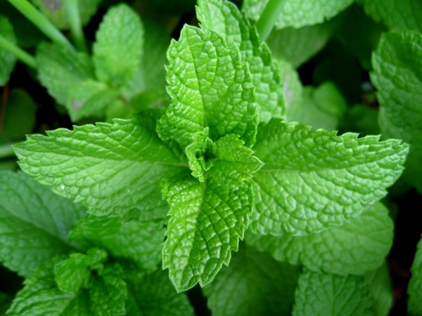 Мента (Mentha)
