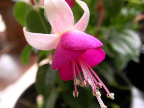 Обичка (Fuchsia trailing pink BALLET GIRL)