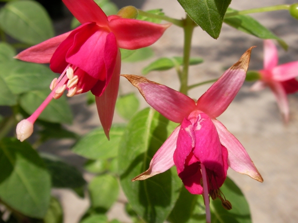 Обичка, Фуксия (Fuchsia)