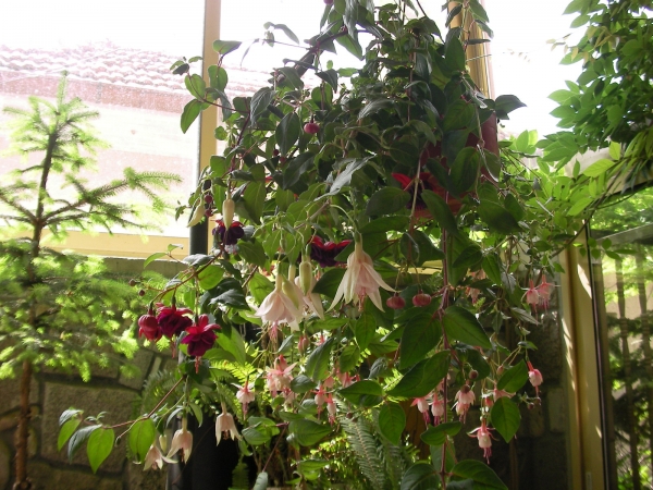 Обичка, Фуксия, каскадна, кошница (Fuchsia)