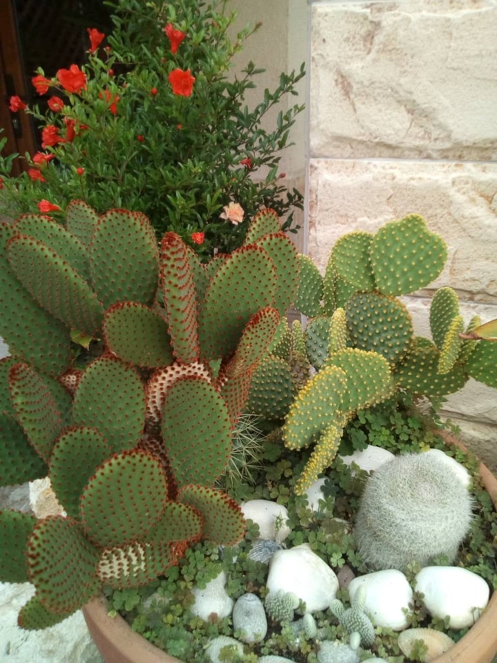 Опунция голяма (Opuntia rufida Opuntia microdasys)