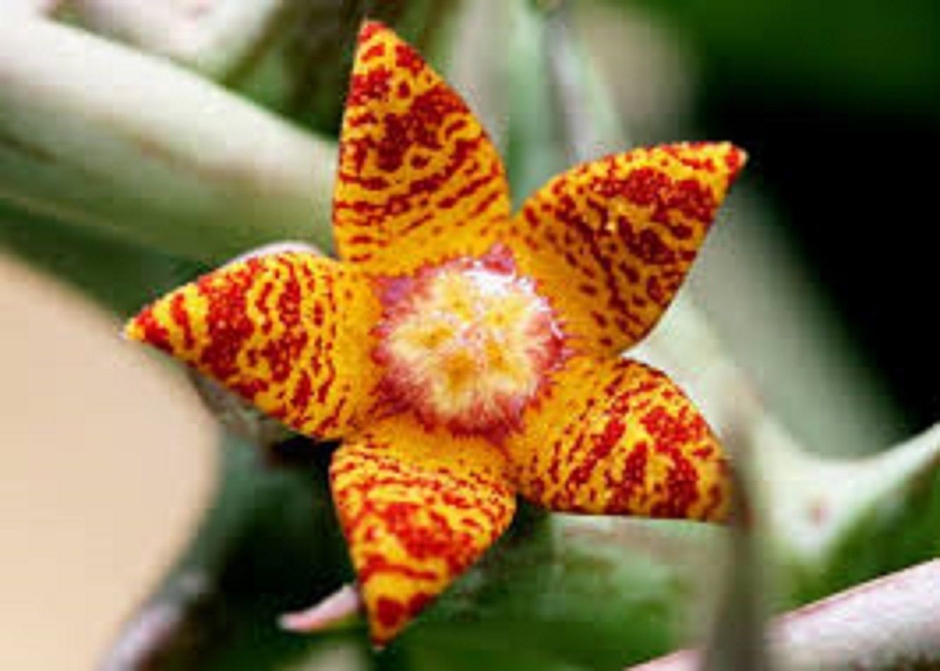 Орбеа (ORBEA SCHWEINFURTHII ORANGE)