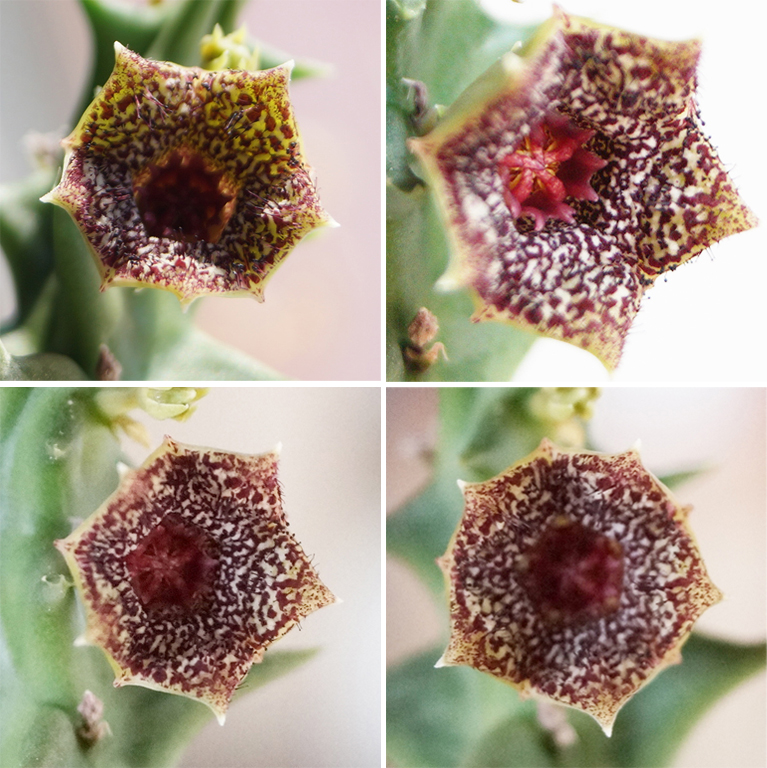 Орбея (Orbea Carnosa)