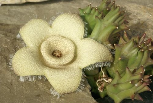 Орбея (Orbea ciliata)