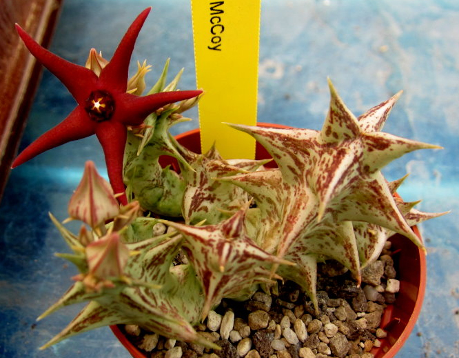 Орбея (Orbea commutata McCoy)