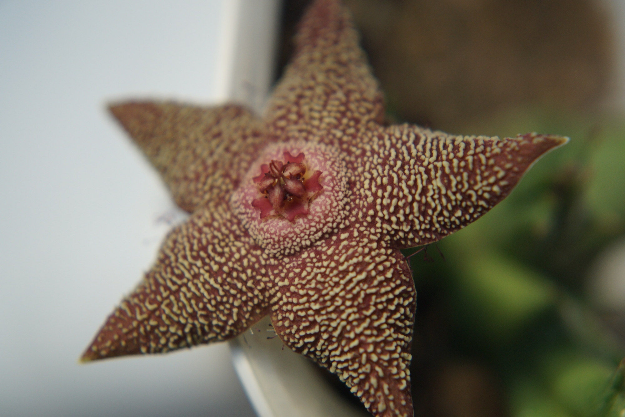 Орбея (Orbea cooperi)
