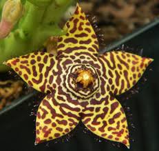 Орбея (Orbea halipedicola)