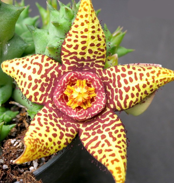 Орбея (Orbea halipedicola X variegata)