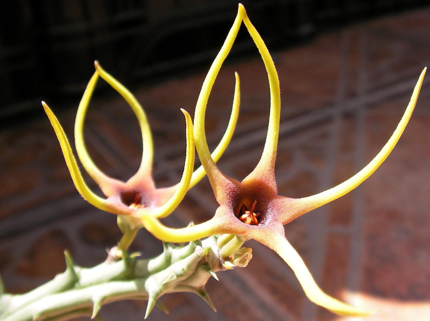 Орбея (Orbea lugardii)